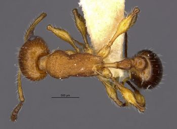 Media type: image;   Entomology 22415 Aspect: habitus dorsal view